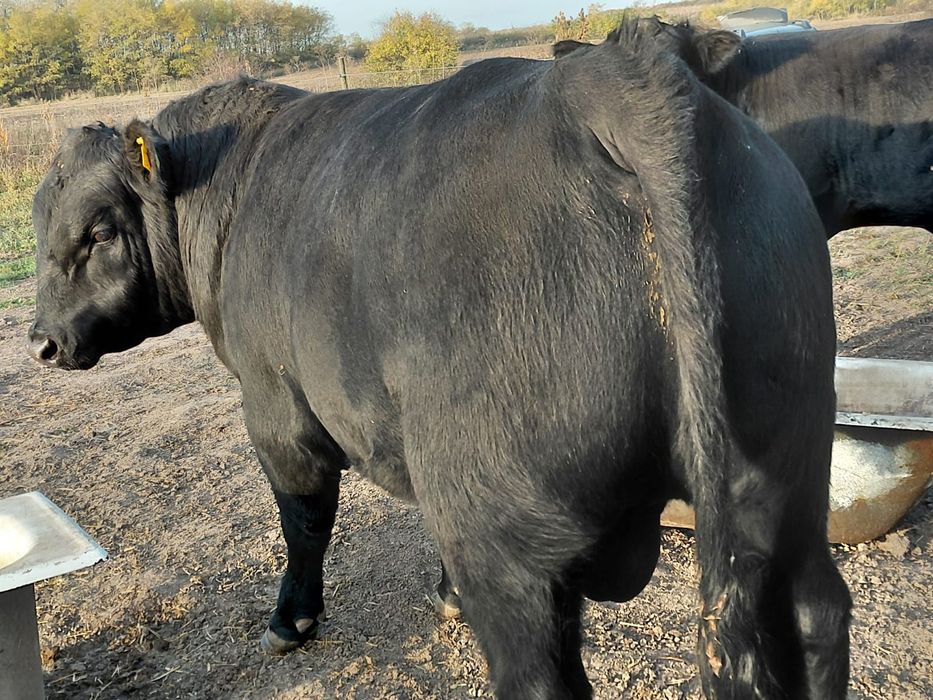 Taur Angus 14-16 luni