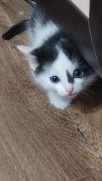 Отдам котят в добрые руки.