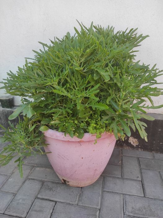 Каланхоэ лациниата
