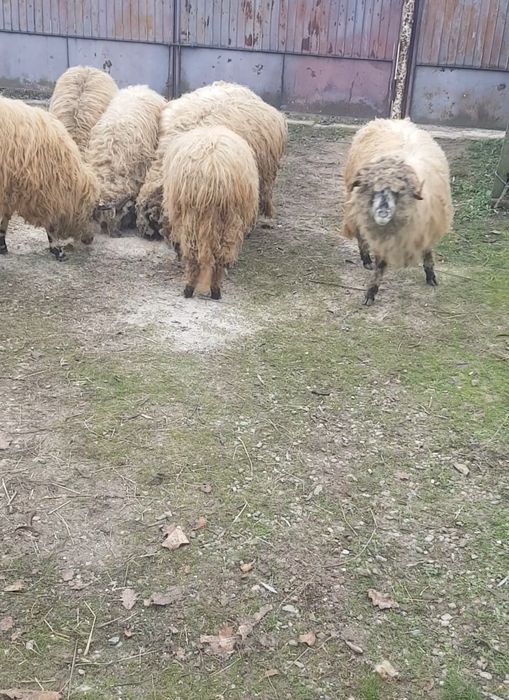 Oi si berbeci de vanzare