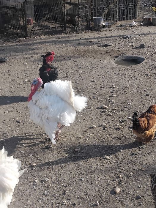 Vindem păsări de tara