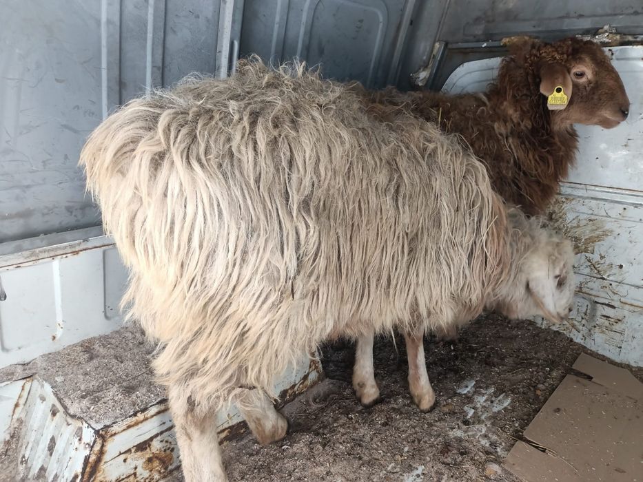 Семіз тоқтылар сатылады