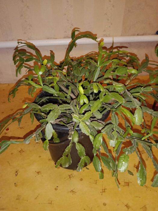 Комнатные растения