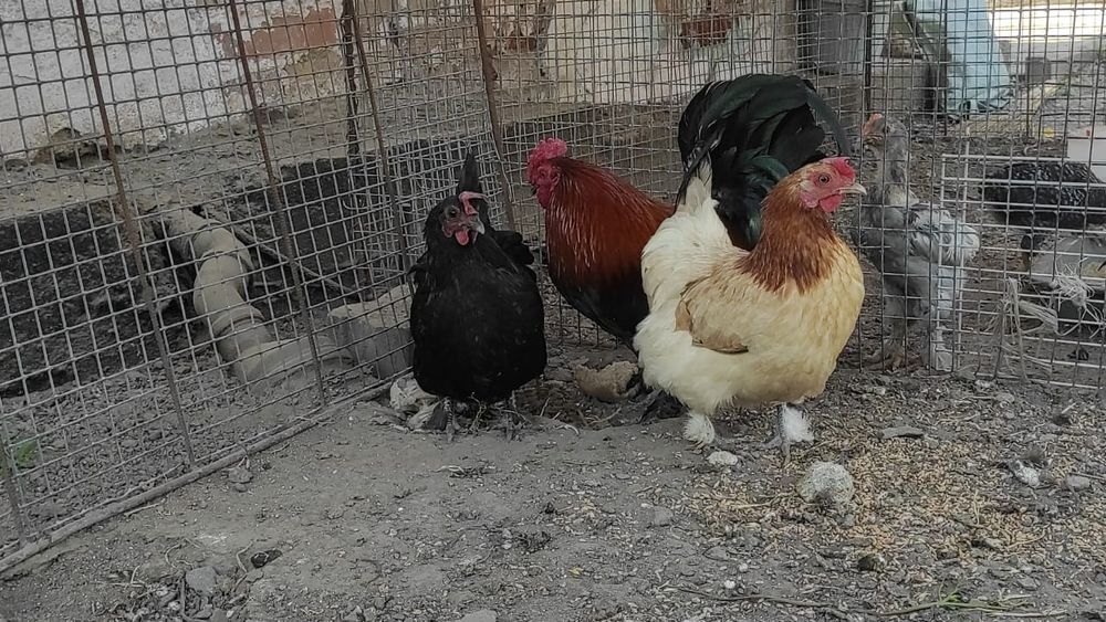 Продам карликовых курей