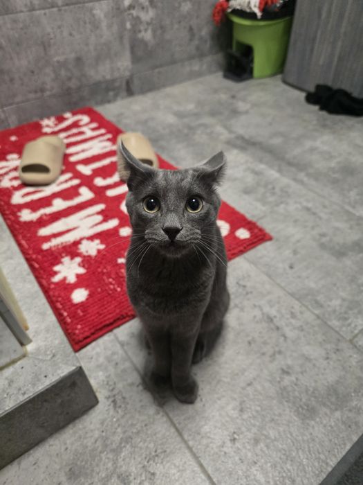 Motănel in varsta de 7 luni își cauta familie responsabila