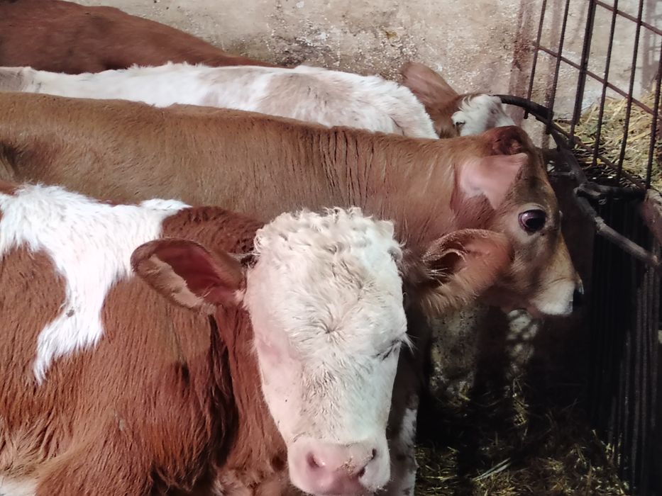 Taurasi și vitele baltati