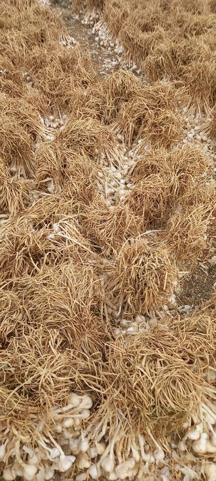 Usturoi  de primavara