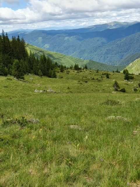 101 HA de Pasune alpina de vanzare cu izvoare de apa minerala in jud. Arges - Mai multe