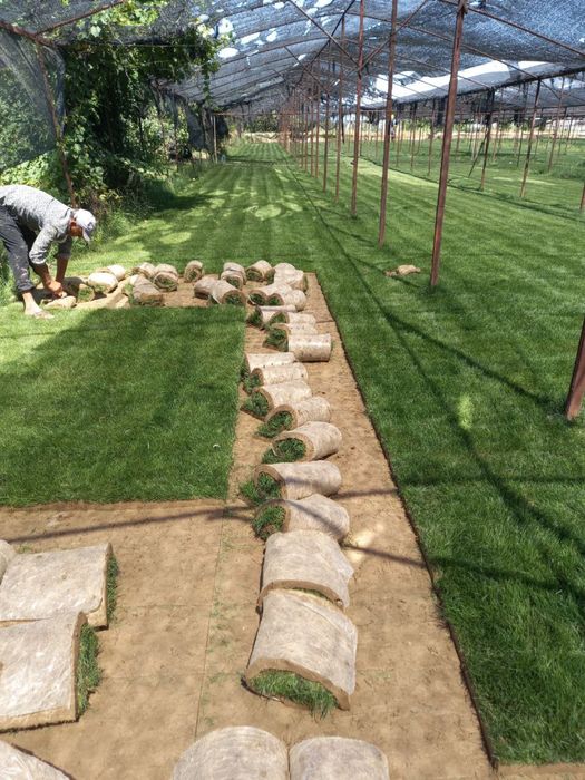 Gazon tayyor optom narxlarda