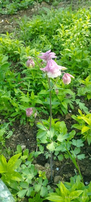 Флоксы и Аквилегия