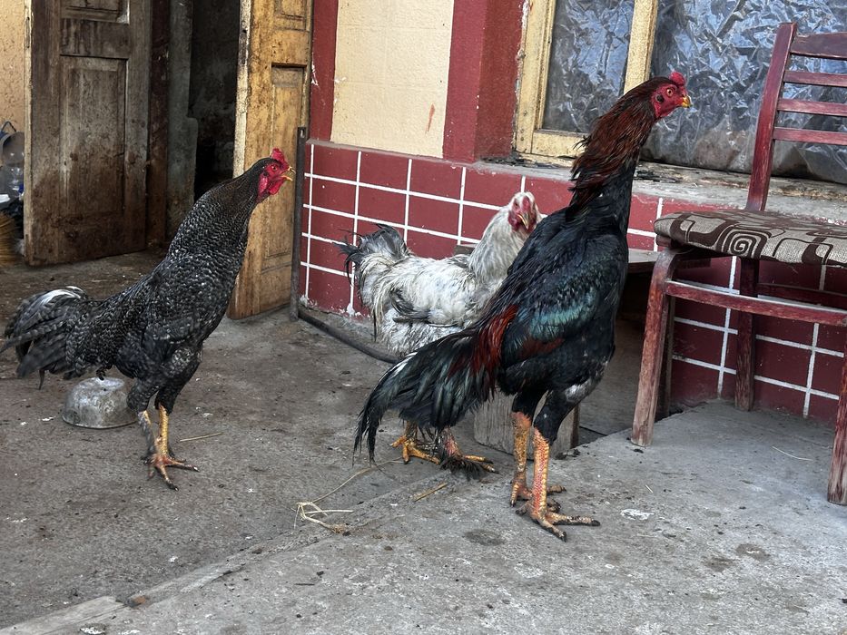 SHAMO Dakan sotiladi