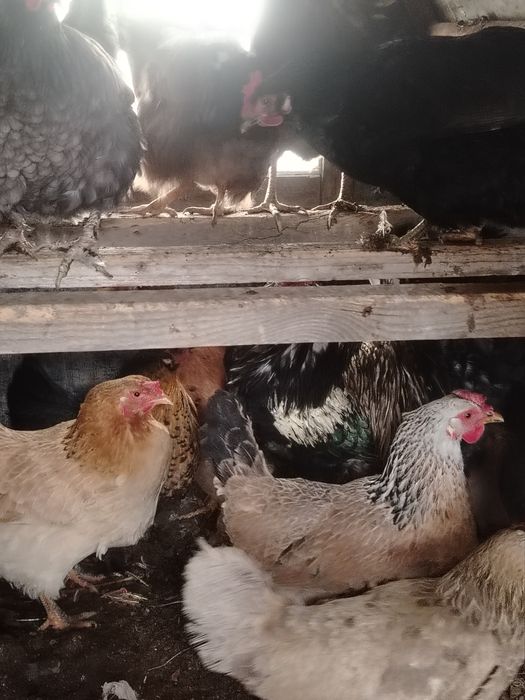 Продам домашные куры
