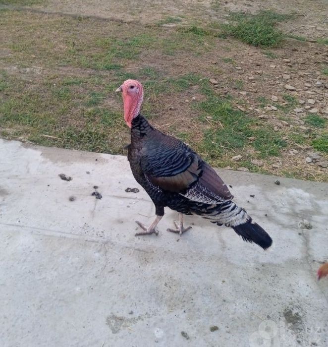 Kurka sotiladi erkaklari