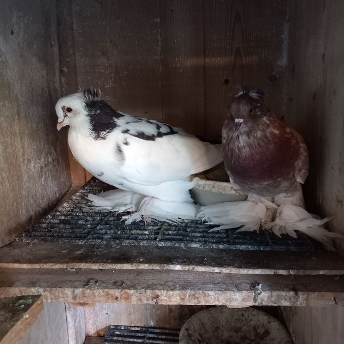 Schimb porumbei uriasi maghiari