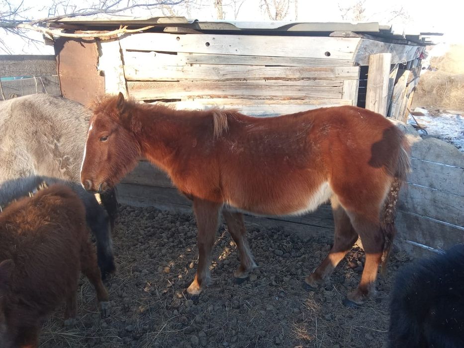 Тай баитал 400000