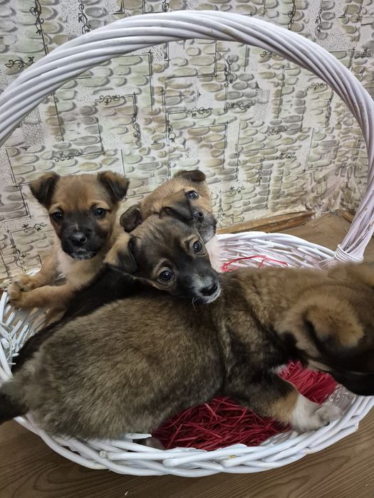 Ищут дом 4 щенка-мальчика