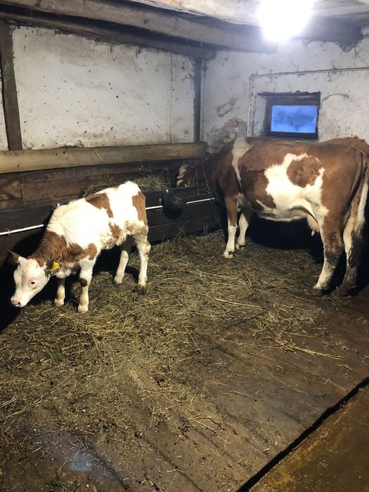 Vând vaca cu vițel