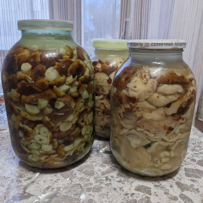 Солёные грибы валуи