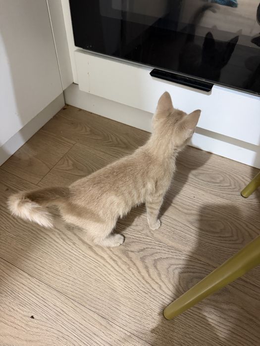 Бесплатно котенок