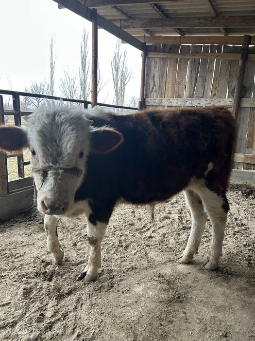 Ақбас порода бычок