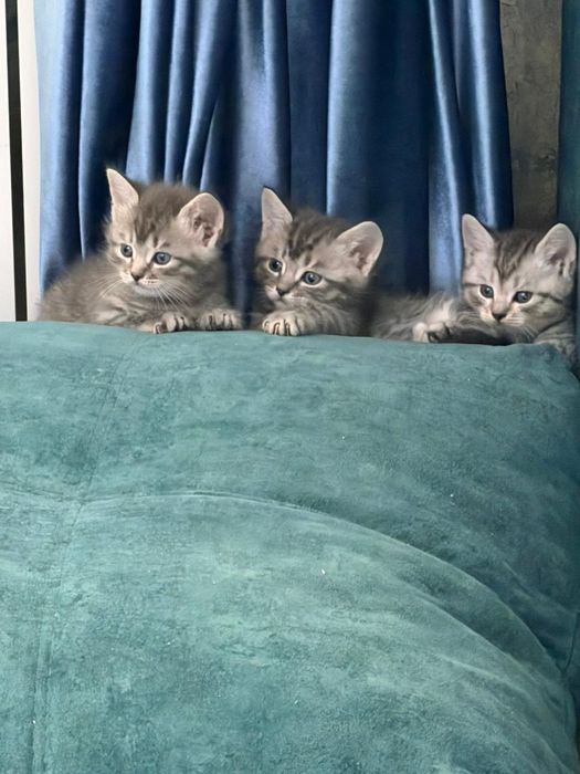 Отдам котят в добрые руки
