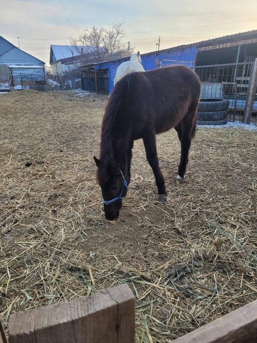 Жабагы ургашы жорга.