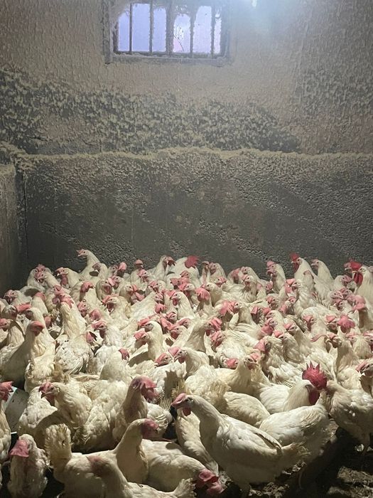 Продаётся куры несушки