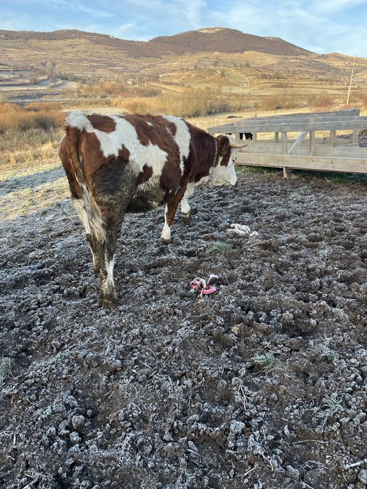 Vand 3 junici gestante