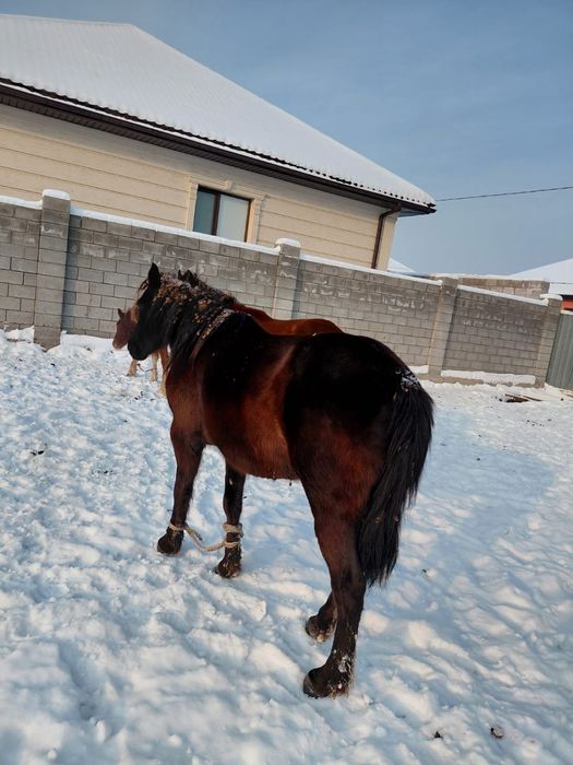 Бие сатам 5 бие