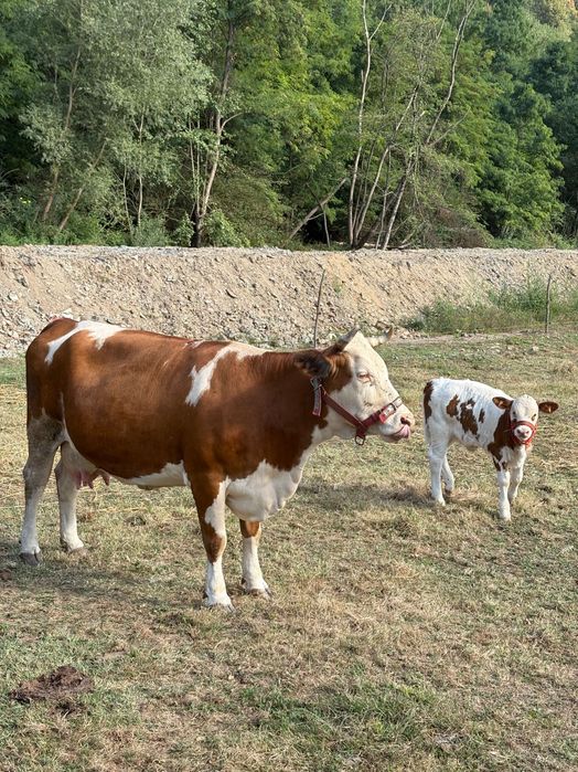 Vând vaca cu vițel