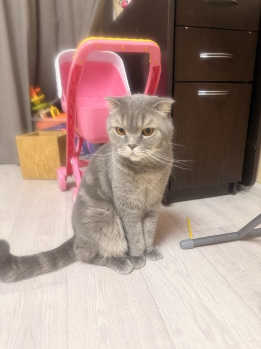 Отдадим в добрые руки