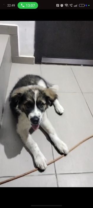 Adopție metis Ciobanesc cățelușa 2 luni Urgent