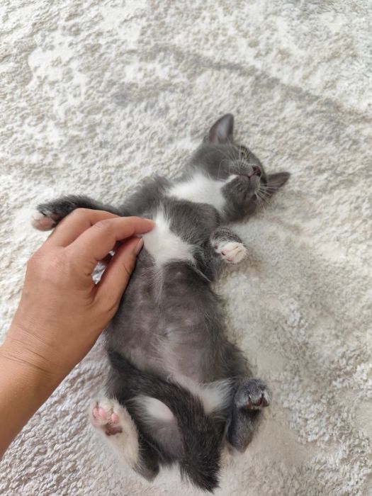 Котенок девочка от крысоловки