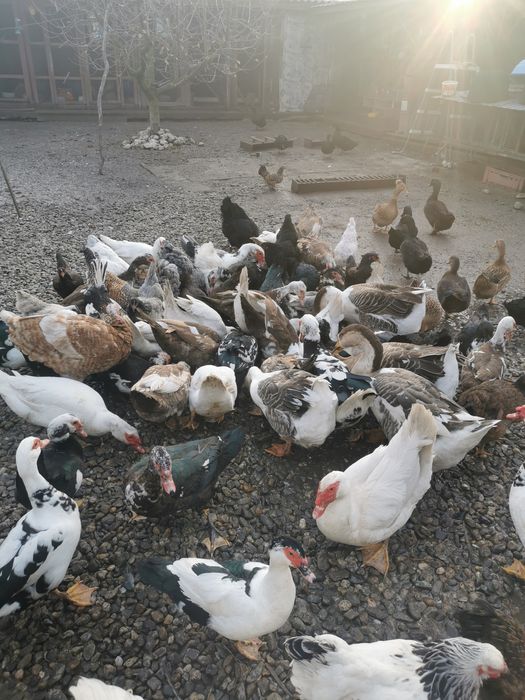 Rățoi lesesti albi