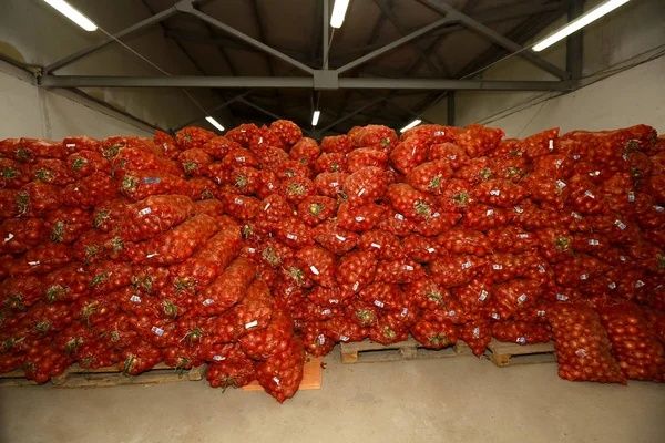 Продам семена картофеля