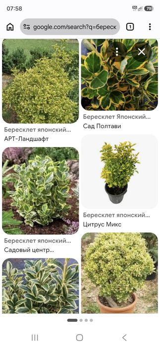 Продам бересклет японский