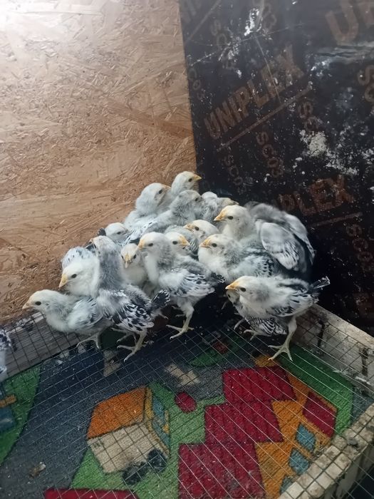 Pui de gaina Hamburg