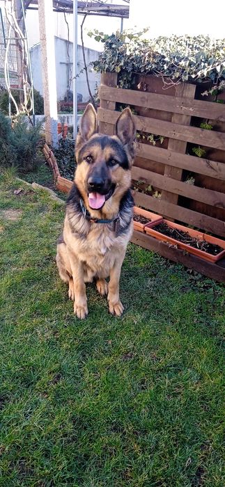 Немска овчарка на 4 год,обучена ,мъжка