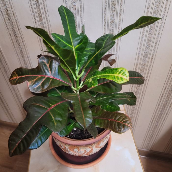 Продам Комнатные цветы