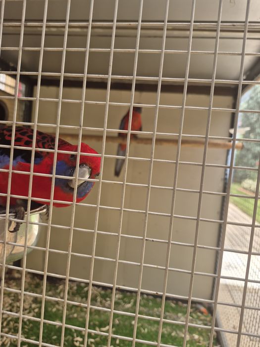 Тути кафаси ва тутилар сотилади.