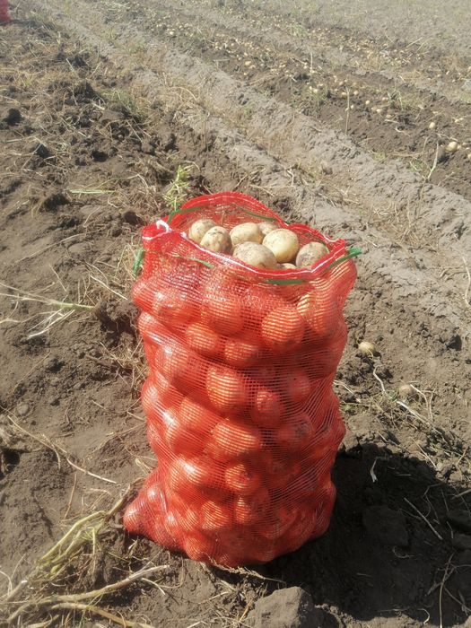 Продам  картофель едавой