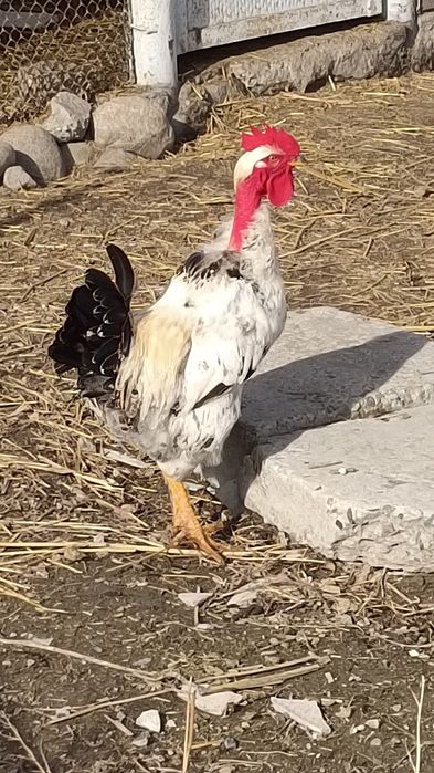 Продаю молодого петуха.