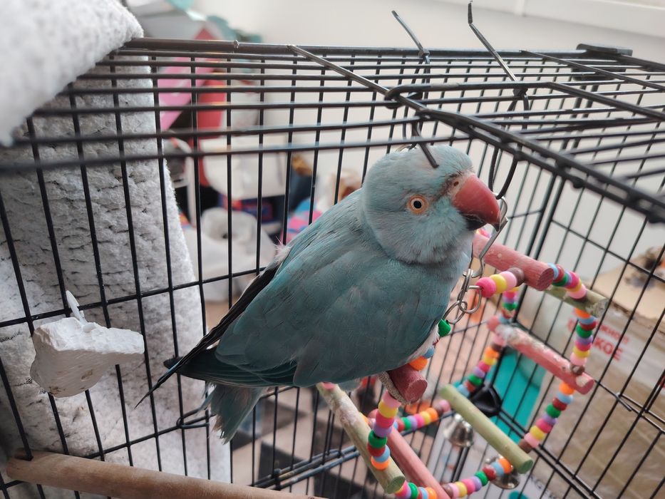 Ожереловый попугай (самка)