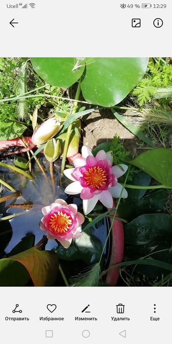 Водяные Цветы лилии и Лотосы