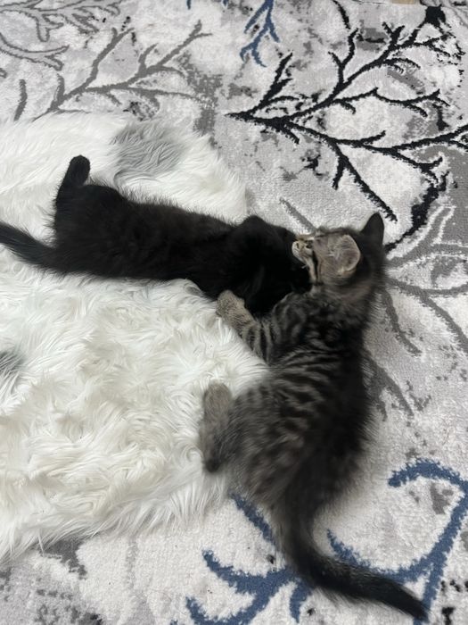 Котята отдам в добрые руки