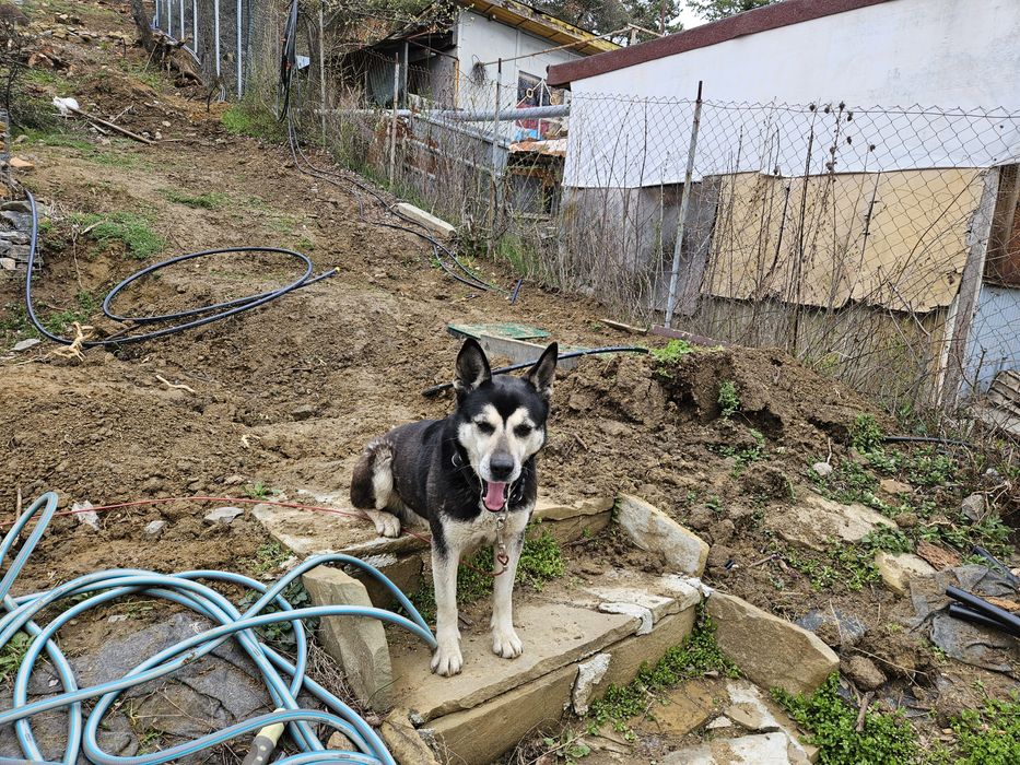 Куче за осиновяване