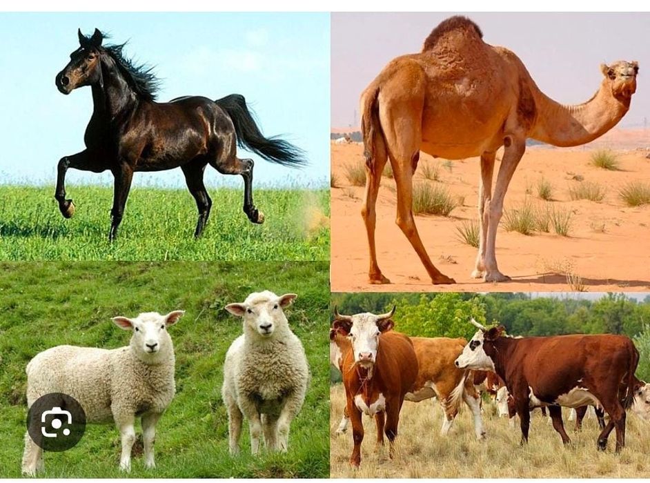 Қасапшы қасапшы қасапшы