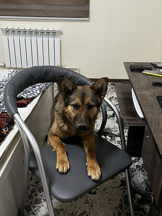 щенки немецкой овчарки, документы имеються