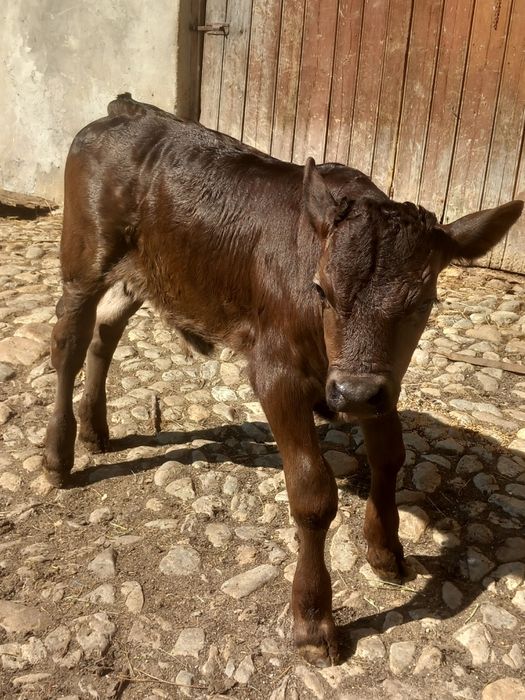 Vând vițel de montă