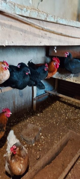 Продам  цыплят цветных  домашних 800 тнг штука